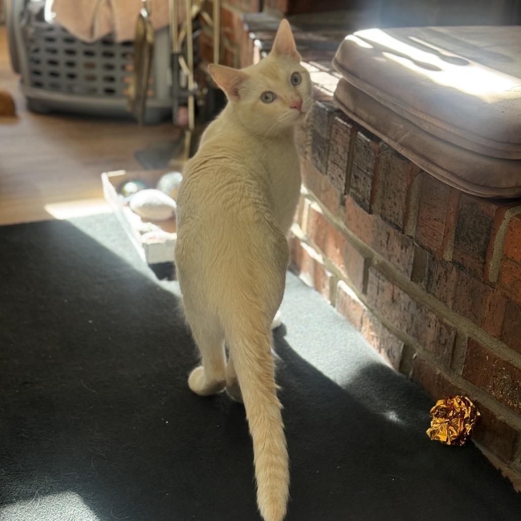 Enlarge Happy, a Adoptable Siamese in Agoura Hills, CA image 2/6