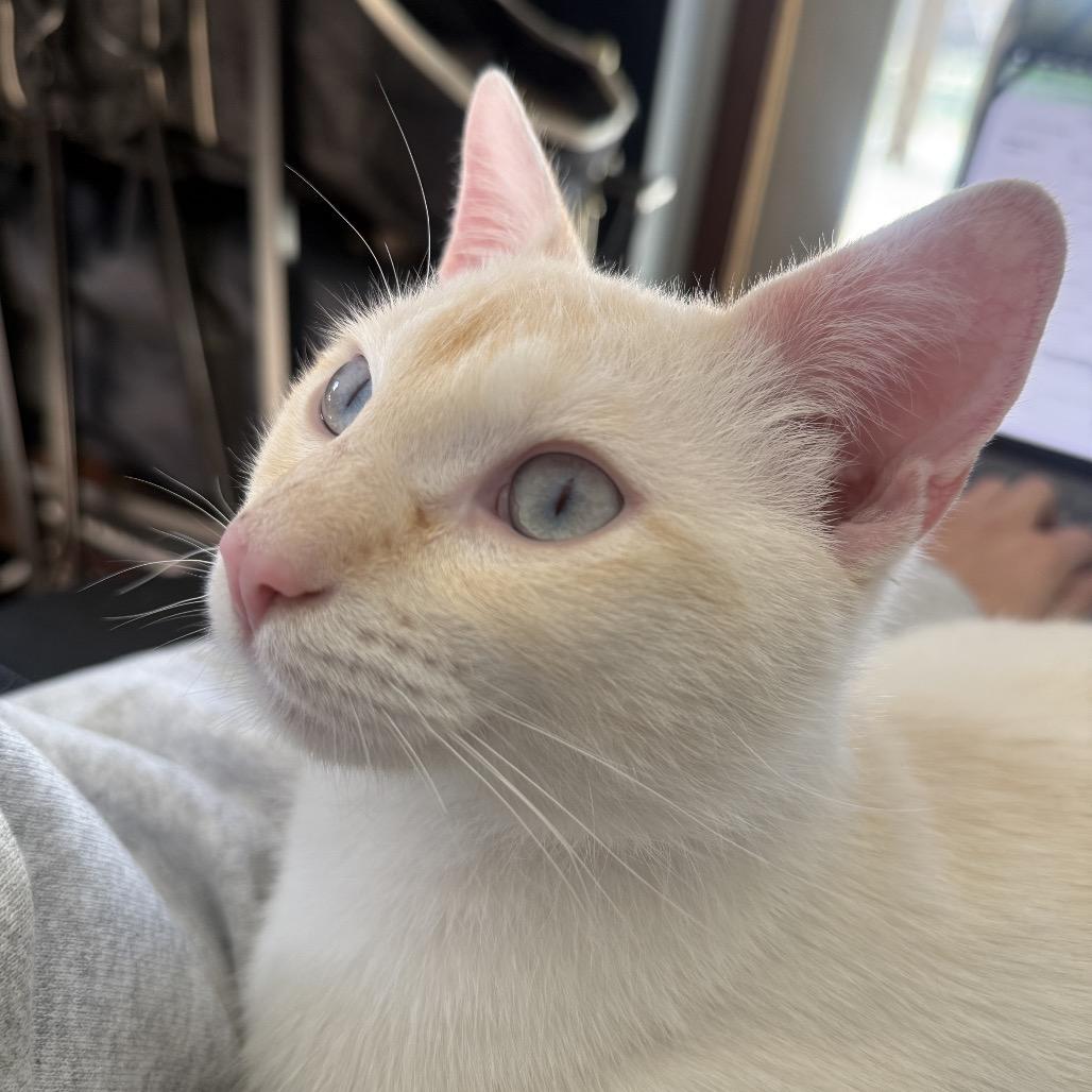 Enlarge Happy, a Adoptable Siamese in Agoura Hills, CA image 3/6