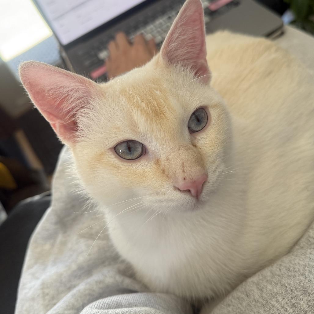 Enlarge Happy, a Adoptable Siamese in Agoura Hills, CA image 5/6