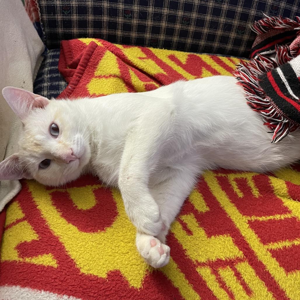 Enlarge Happy, a Adoptable Siamese in Agoura Hills, CA image 6/6