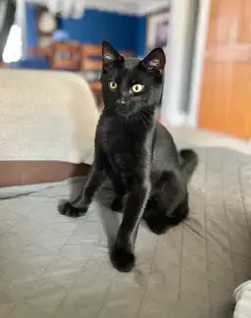 Enlarge Denver, a Adoptable Domestic Short Hair in North Babylon, NY image 3/4