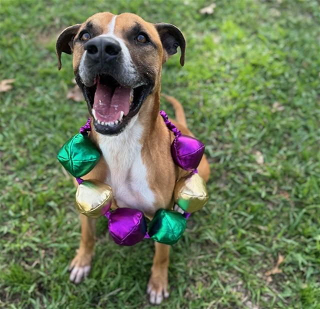 Enlarge ASHE, a Adoptable American Staffordshire Terrier in Conroe, TX image 3/3