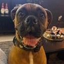 ANGUS- Needs a forever home!, adopted, Senior Male Boxer.