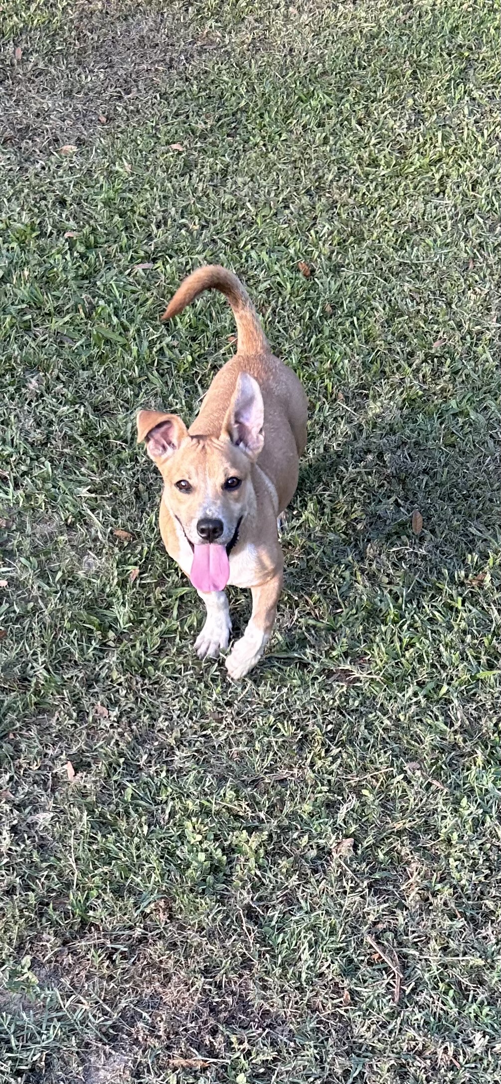 Harvey, Adopted, Young Male Jack Russell Terrier & Miniature Dachshund.