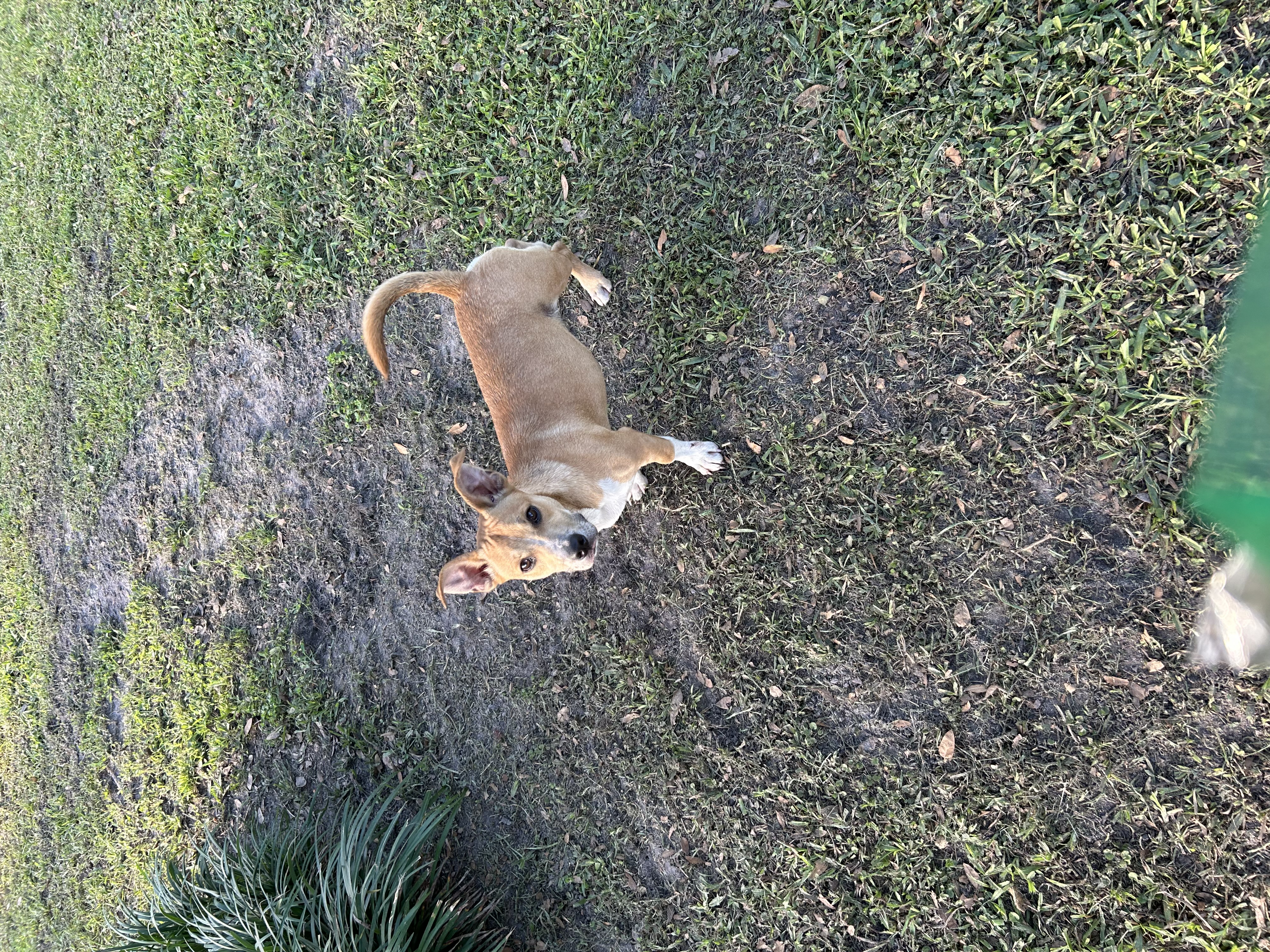 Enlarge Harvey, a Adopted mixed breed in Haines city, FL image 2/2