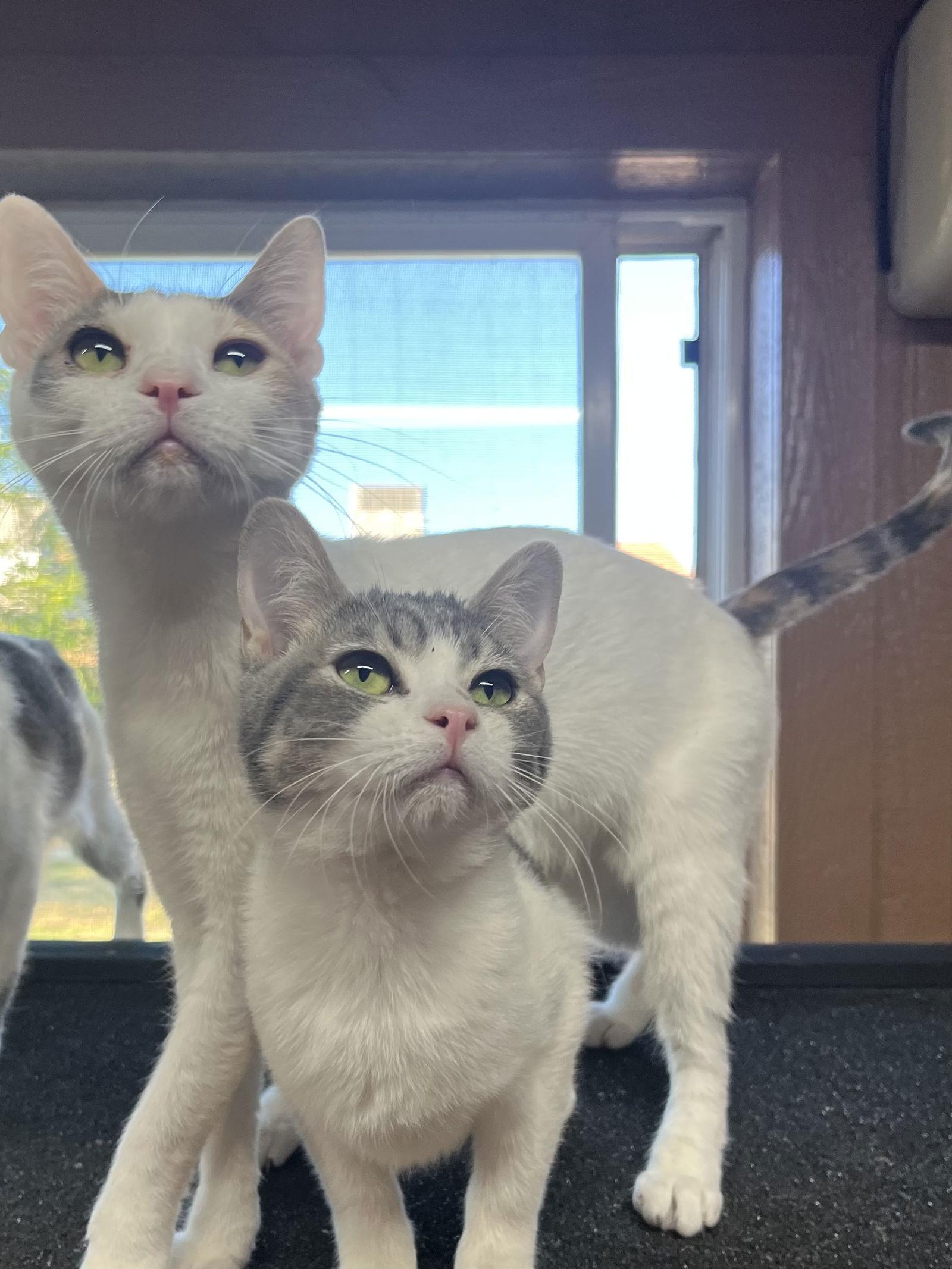 Mars, a Adoptable mixed breed in Phoenix, AZ image 1/3