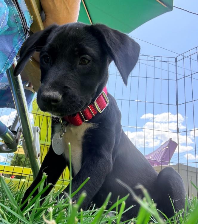 Enlarge Carrie, an adoption pending mixed breed in Warrington, PA image 3/5