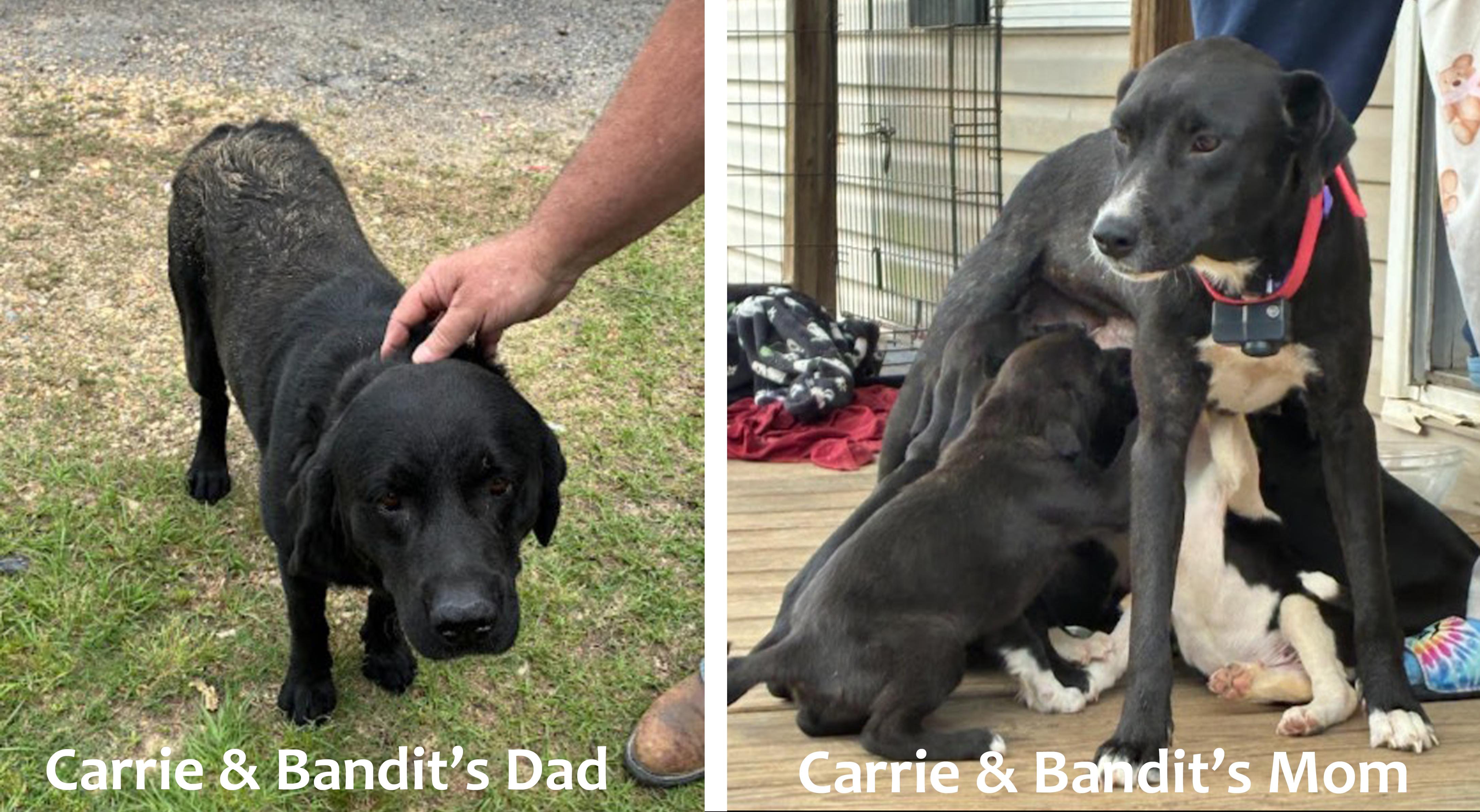 Enlarge Carrie, an adoption pending mixed breed in Warrington, PA image 5/5