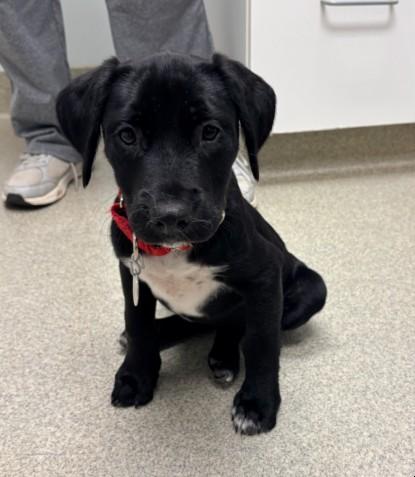 Enlarge Carrie, an adoption pending mixed breed in Warrington, PA image 2/5