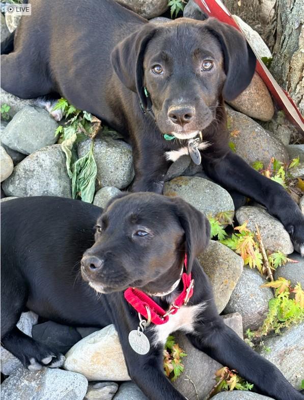 Enlarge Carrie, an adoption pending mixed breed in Warrington, PA image 4/5