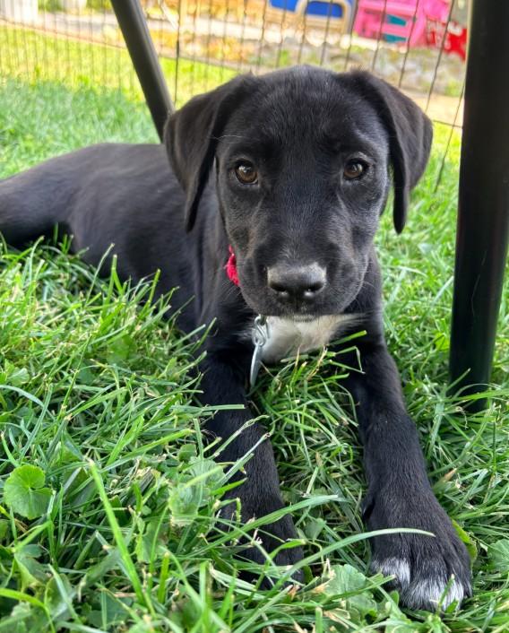 Enlarge Carrie, an adoption pending mixed breed in Warrington, PA image 1/5
