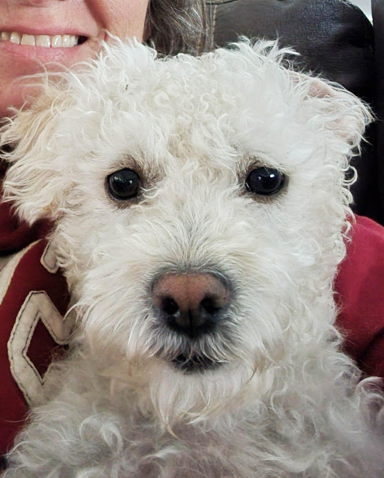 Scrappy, adopted, Adult Male Maltipoo & Poodle (Toy).