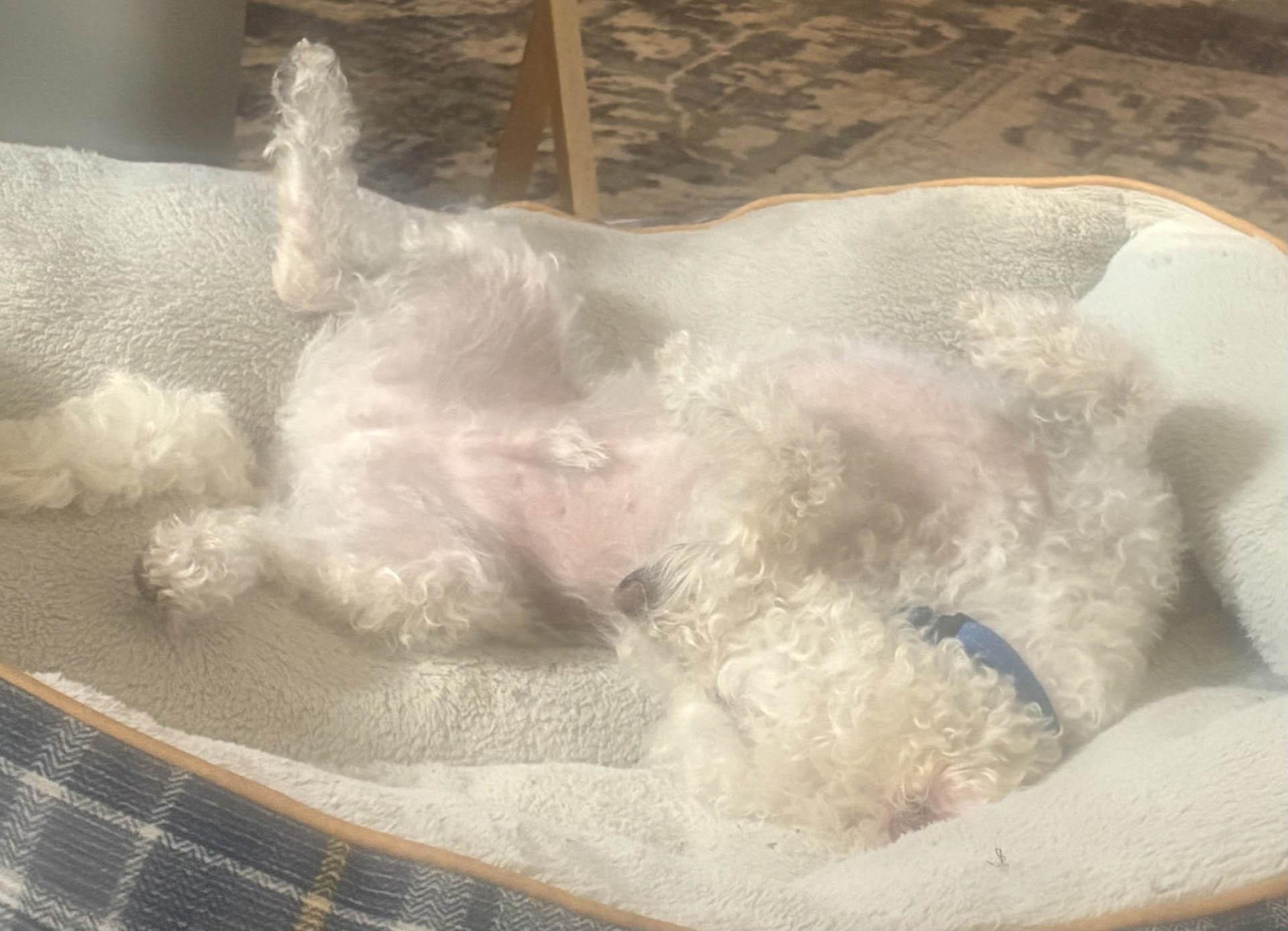 Enlarge Scrappy, an adopted mixed breed in Imperial Beach, CA image 2/4