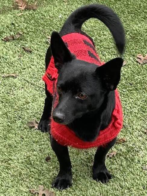 DADDY, ADOPTABLE, Adult Male Dachshund.