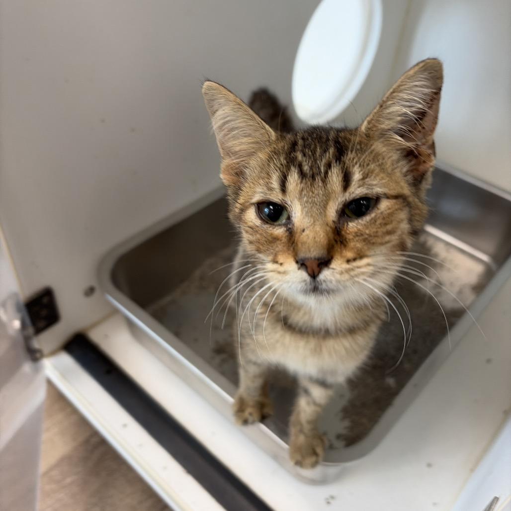 Enlarge Hailey, a Adoptable Domestic Medium Hair in Portland, TX image 1/1