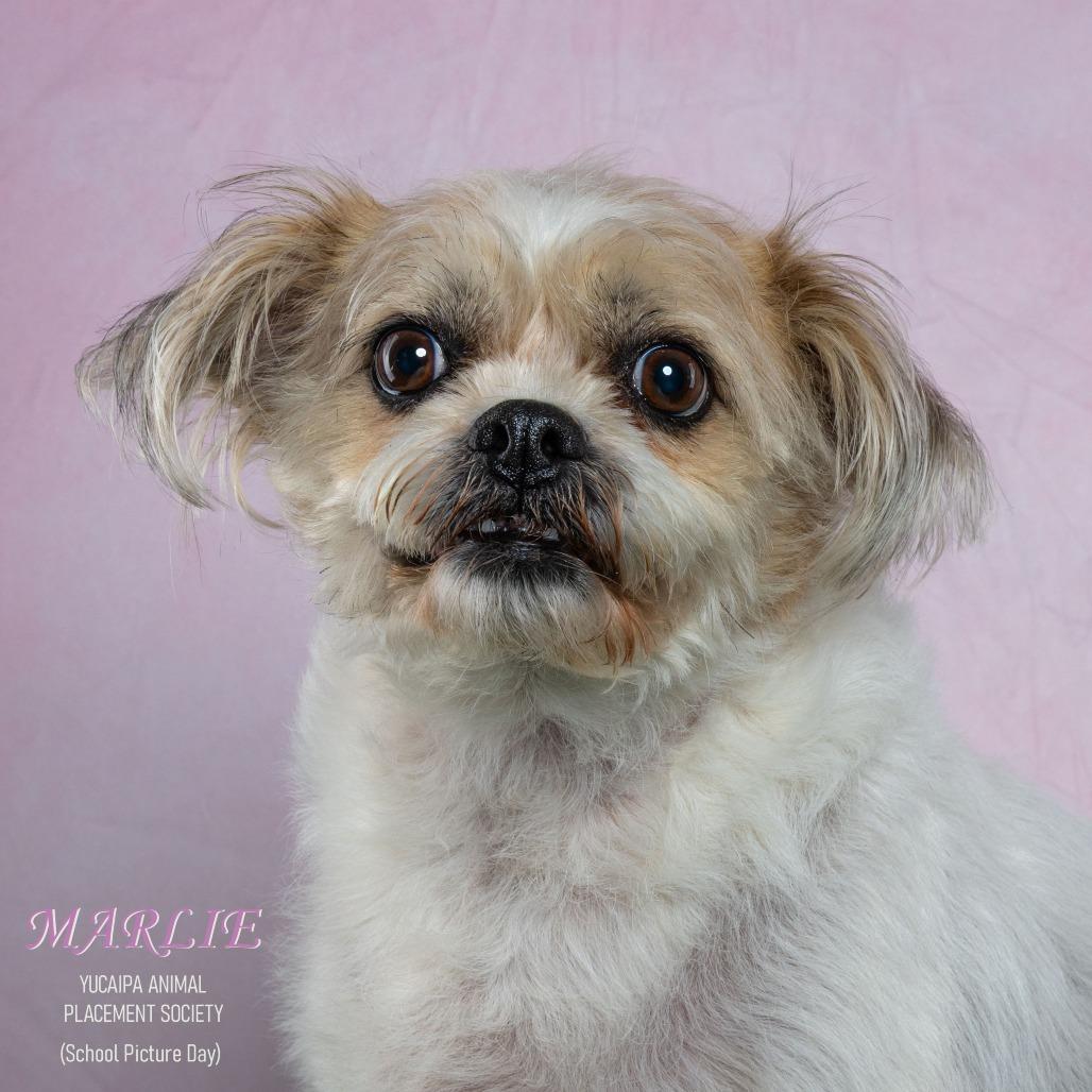 Marlie, Adoptable, Senior Female Terrier.