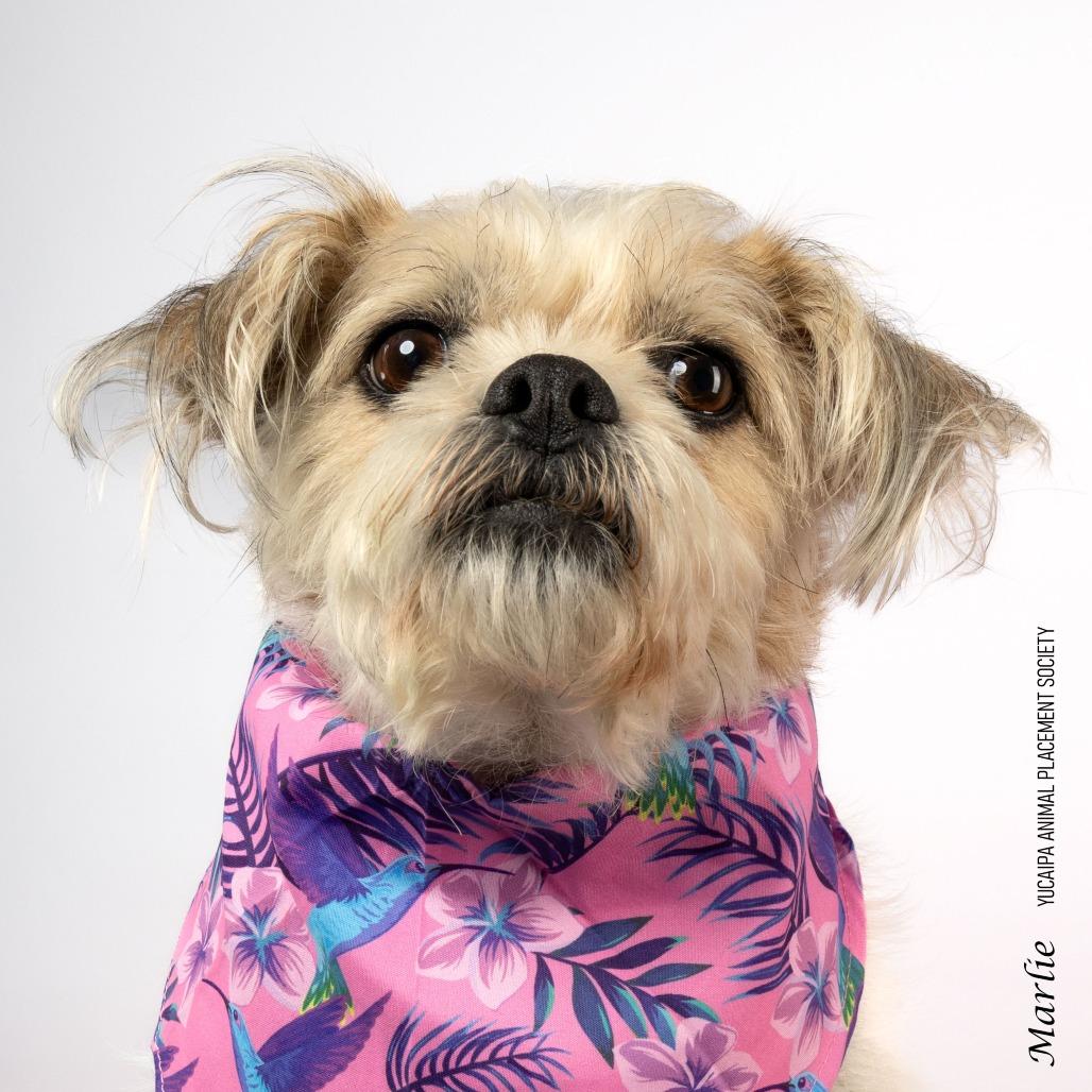 Enlarge Marlie, a Adoptable Terrier in Yucaipa, CA image 2/6