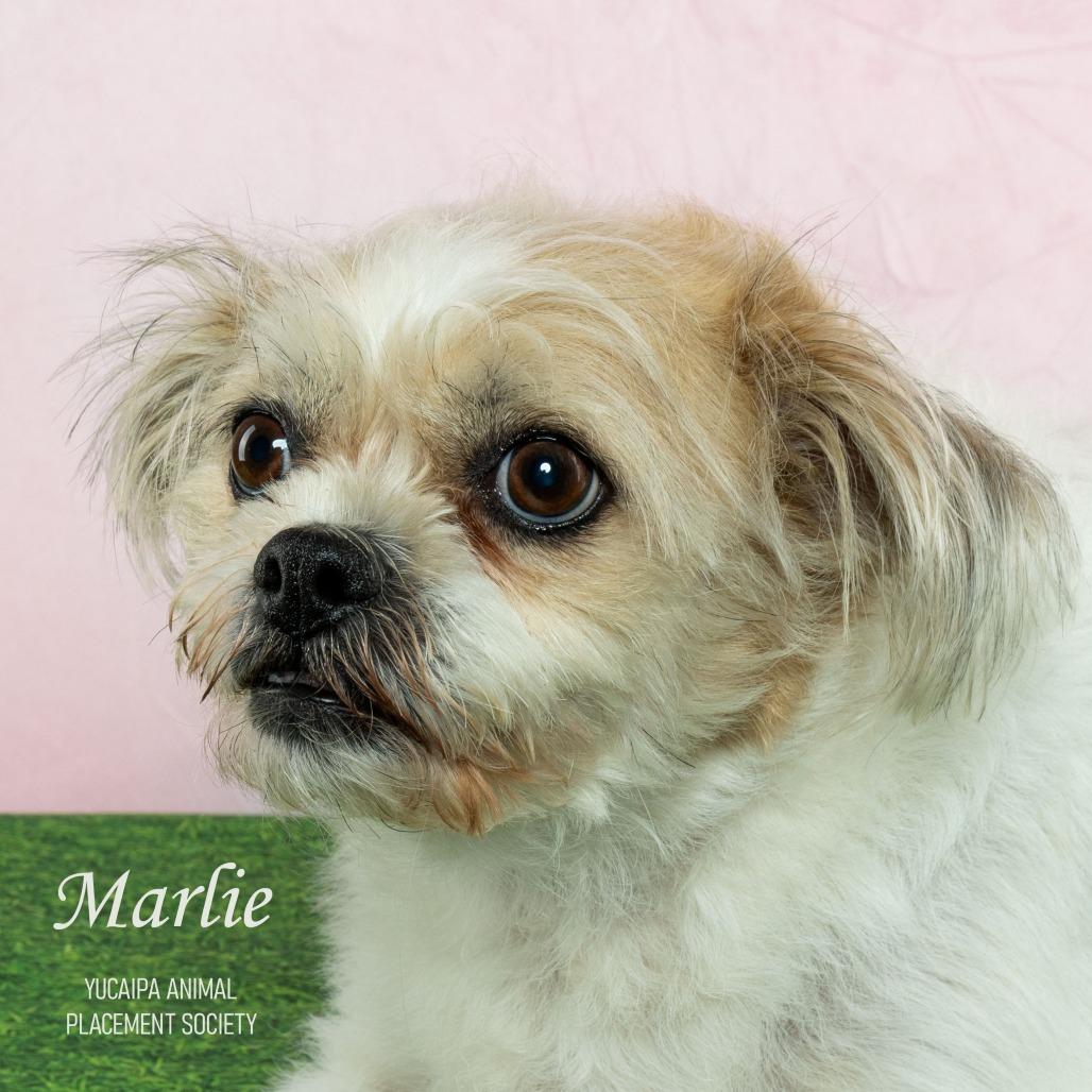 Marlie, a Adoptable Terrier in Yucaipa, CA image 2/6