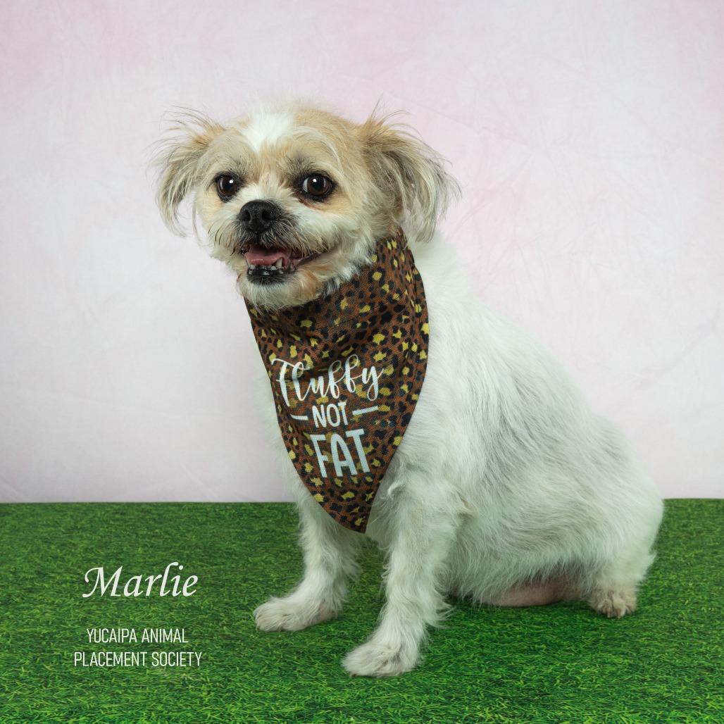 Marlie, a Adoptable Terrier in Yucaipa, CA image 3/6