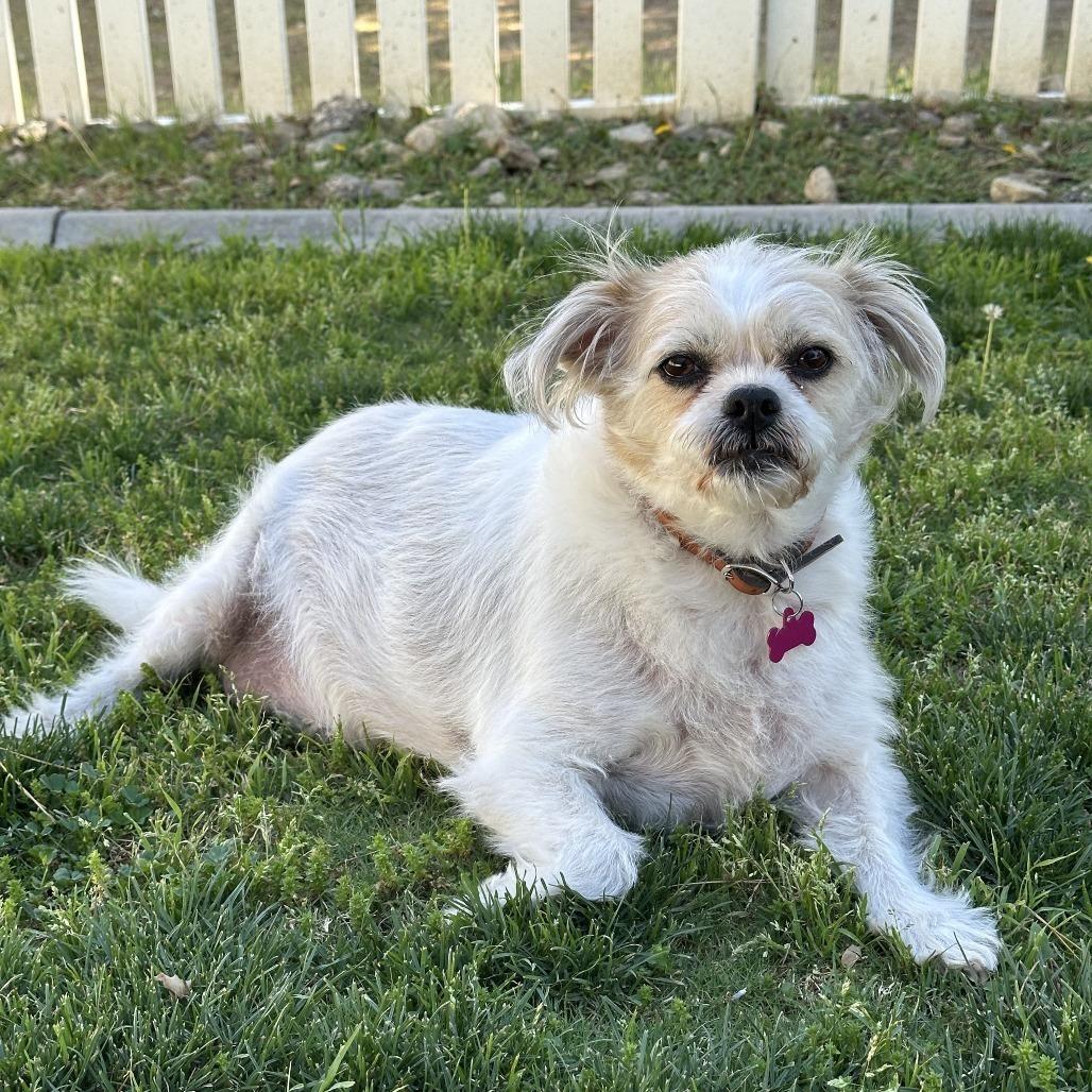 Marlie, a Adoptable Terrier in Yucaipa, CA image 4/6