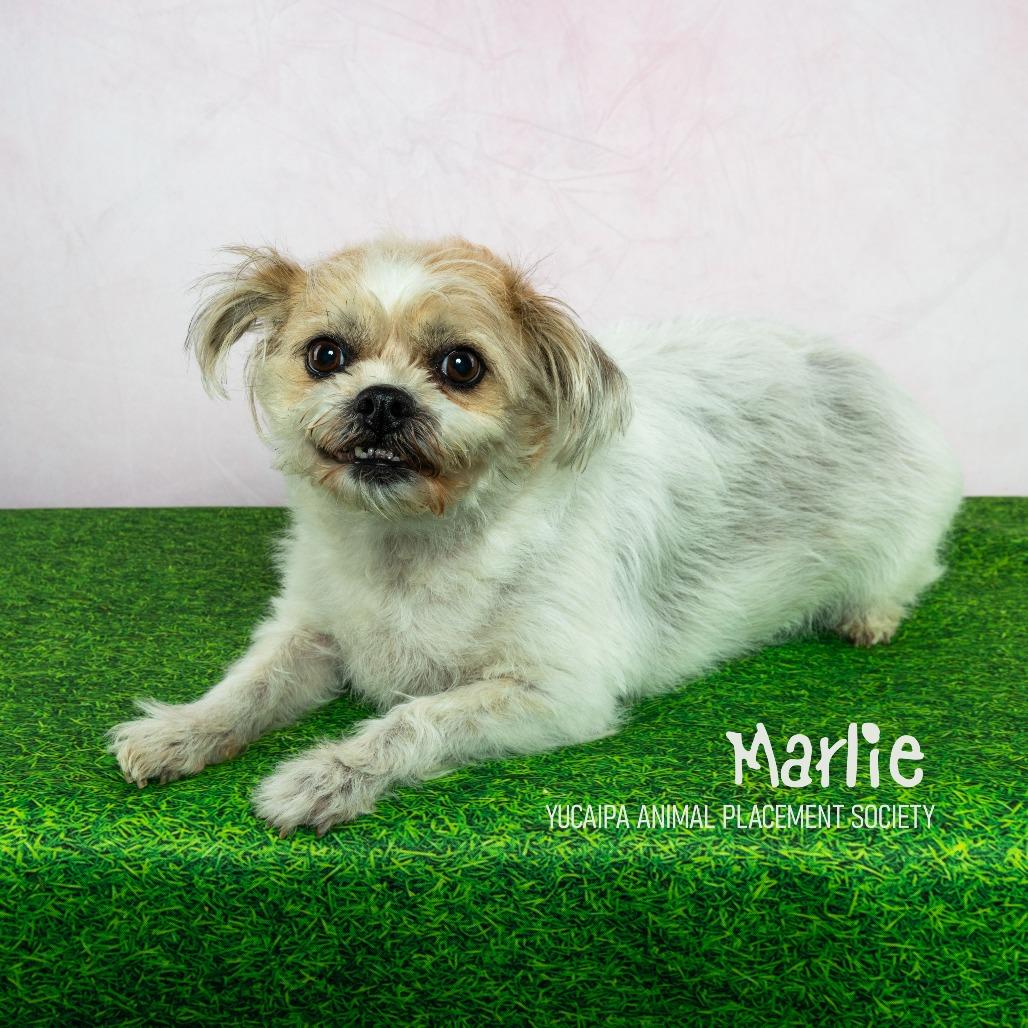 Marlie, a Adoptable Terrier in Yucaipa, CA image 5/6