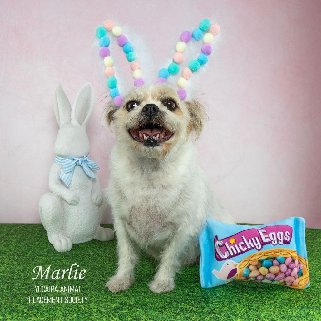 Marlie, a Adoptable Terrier in Yucaipa, CA image 6/6