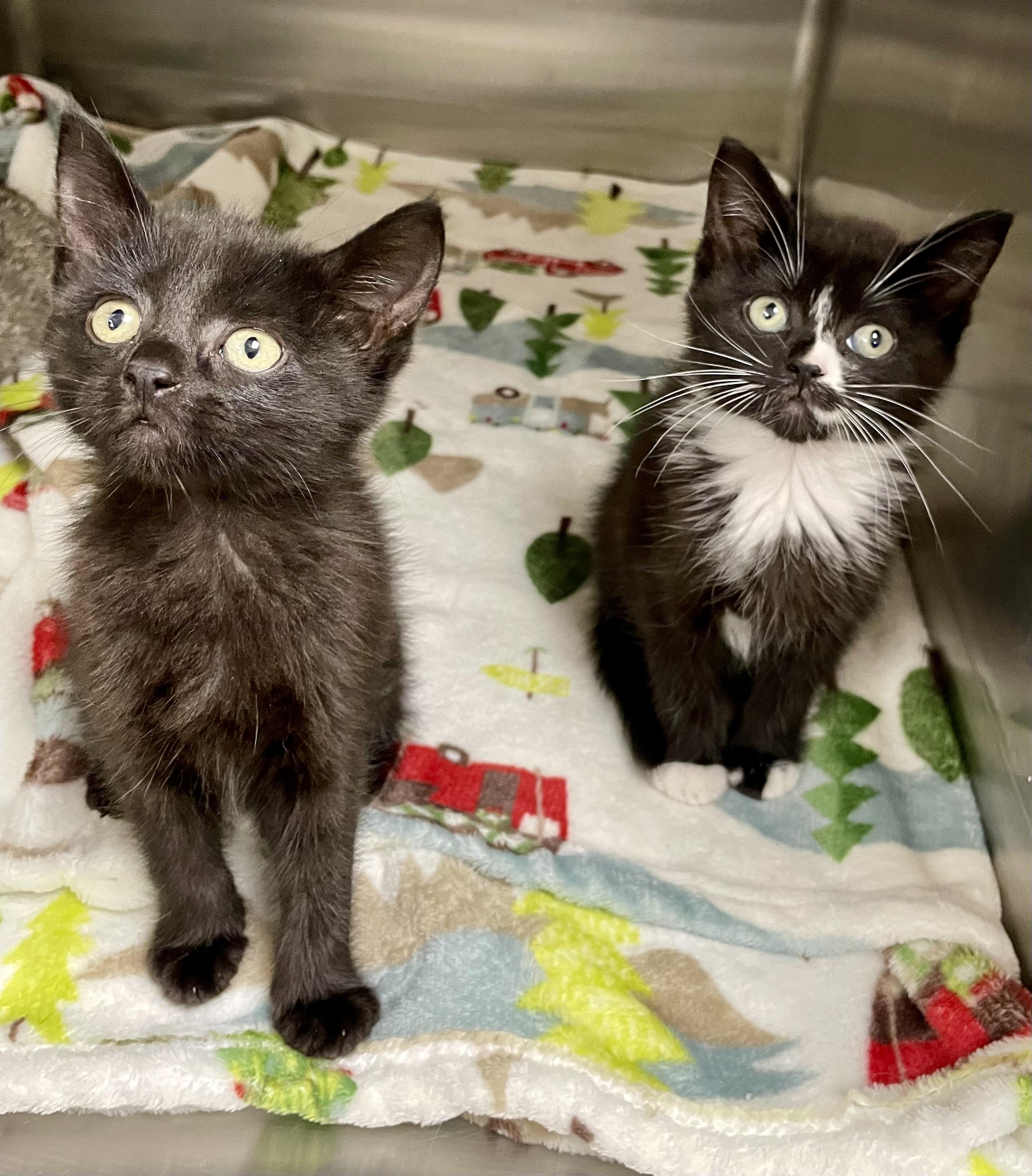 Enlarge Mary and Sarah, a Adoptable Domestic Short Hair in Monson, MA image 1/1