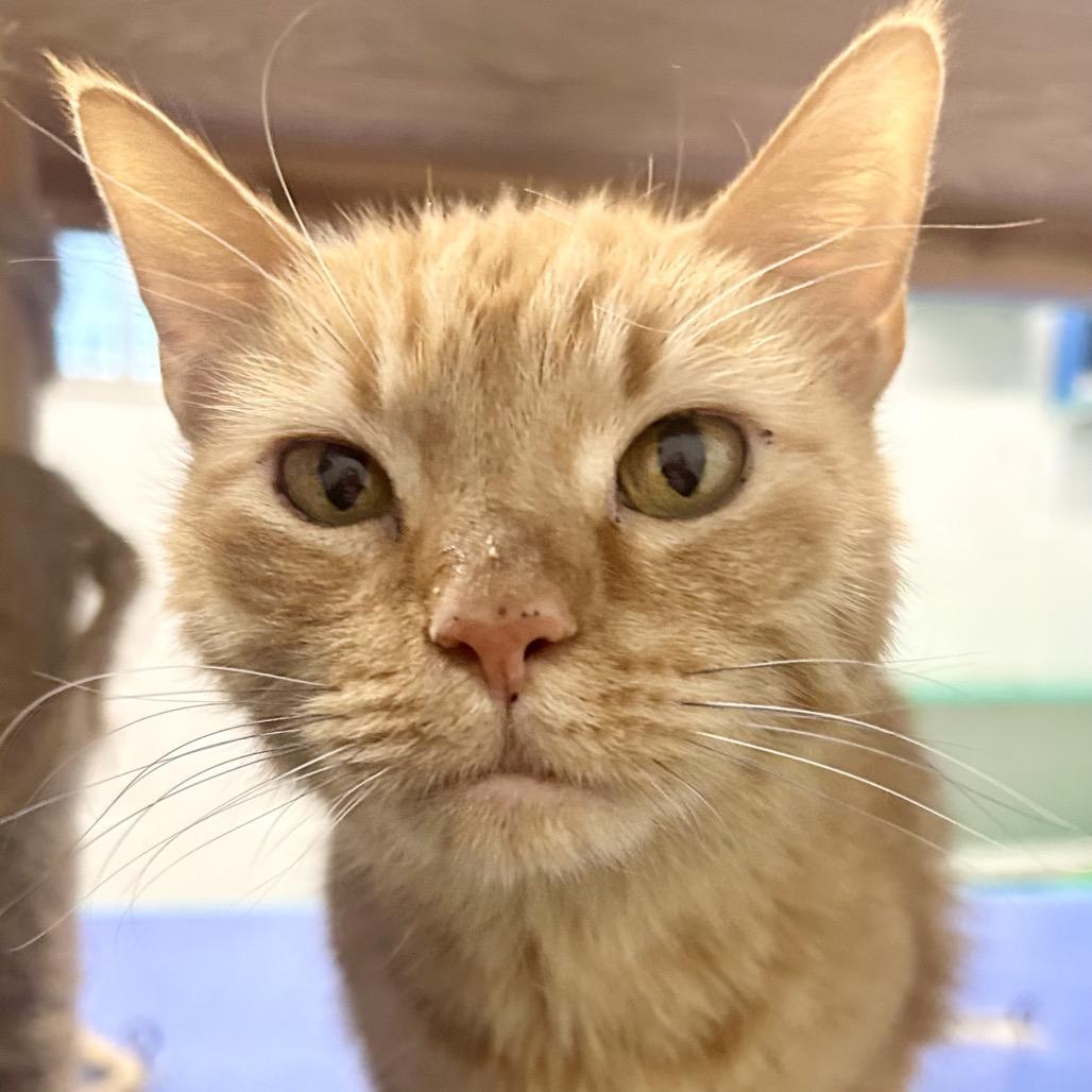 Enlarge Scamper, a Adoptable Domestic Short Hair in St Joseph, MO image 1/2