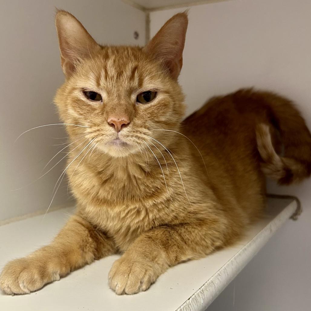 Scamper, Adoptable, Senior Male Domestic Short Hair.