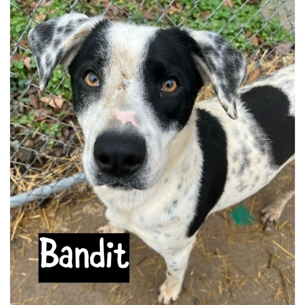 Enlarge BANDIT, a Adoptable mixed breed in Princeton, IN image 1/2
