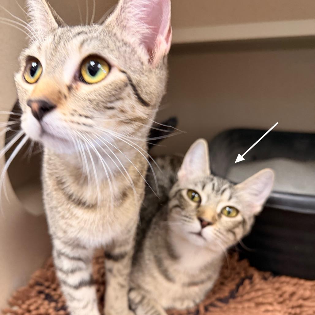 Enlarge Frankie, a Adoptable Domestic Short Hair in Pagosa Springs, CO image 1/3