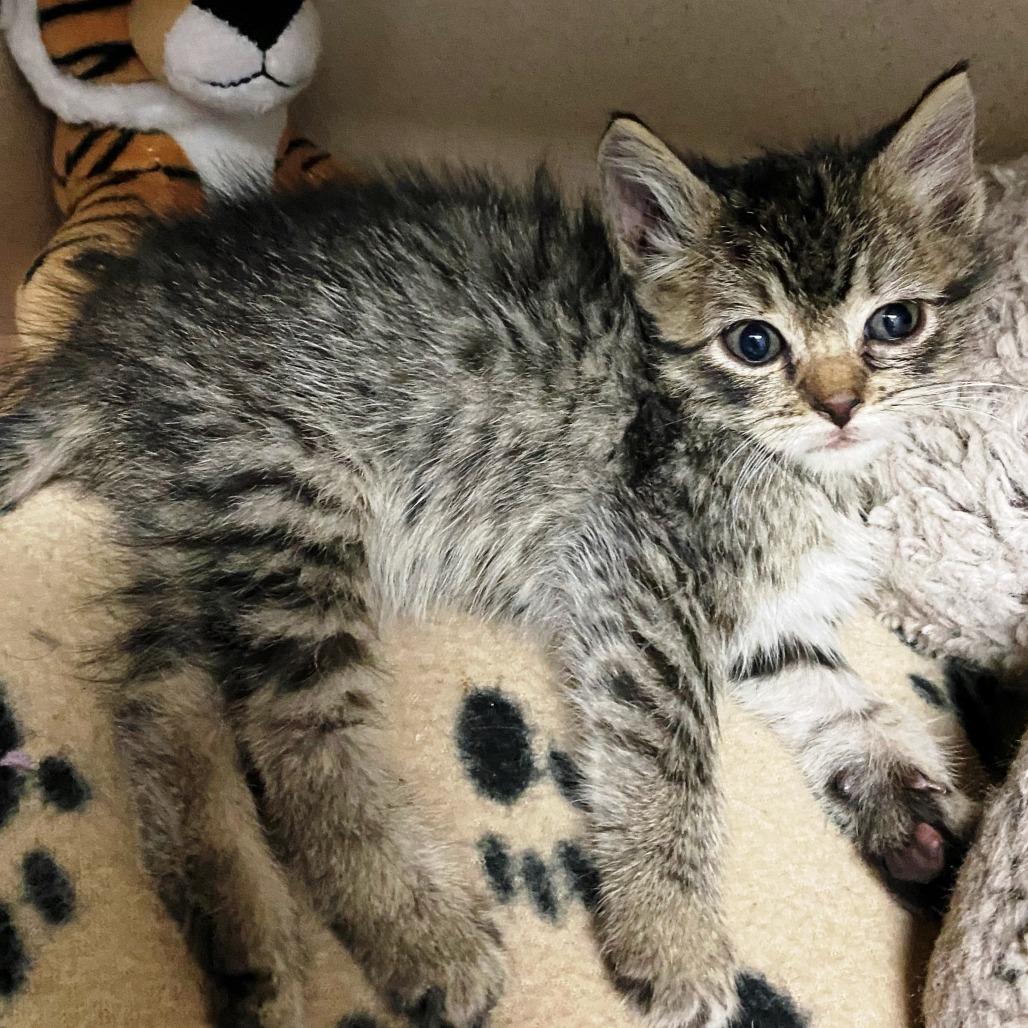 Enlarge Frankie, a Adoptable Domestic Short Hair in Pagosa Springs, CO image 2/3