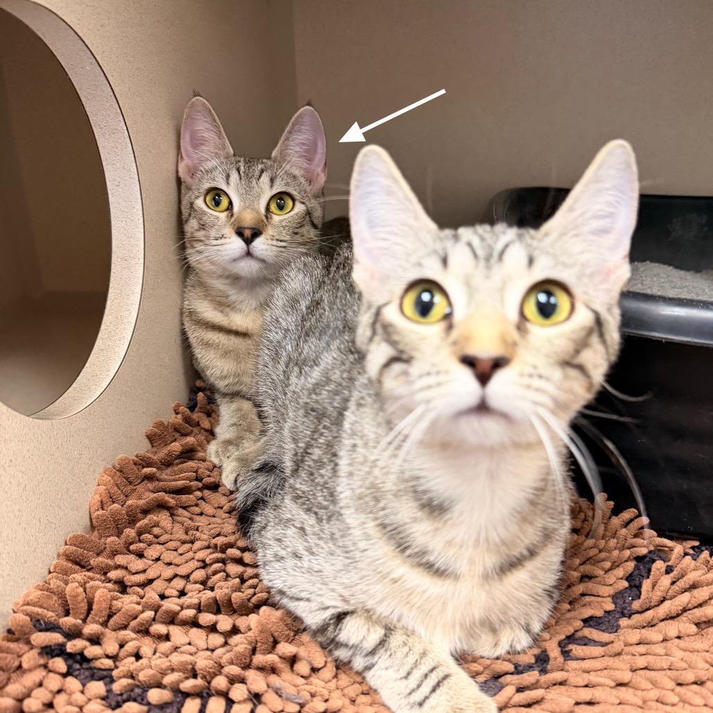 Enlarge Frankie, a Adoptable Domestic Short Hair in Pagosa Springs, CO image 3/3