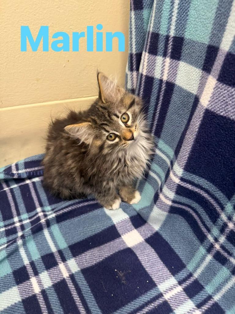 Enlarge Marlin, a Adoptable mixed breed in Rensselaer, IN image 1/1