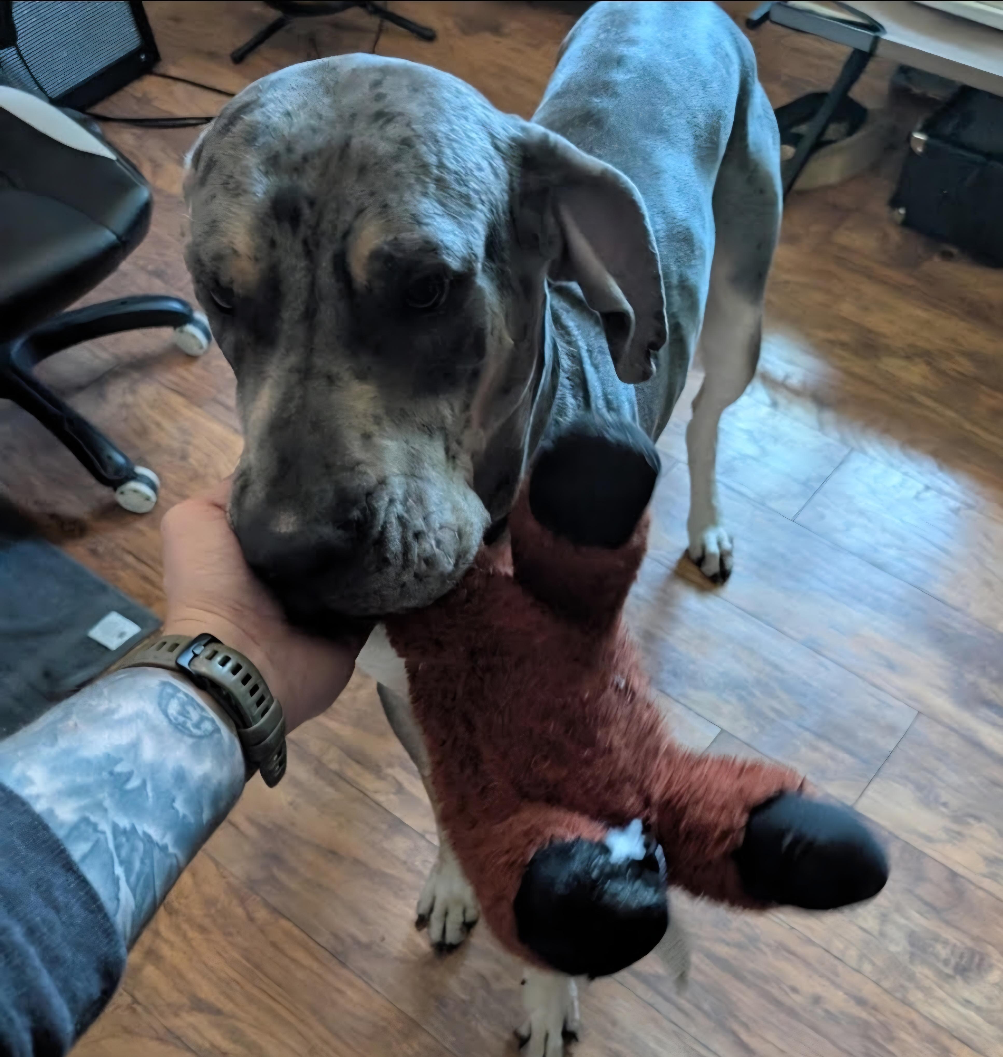Enlarge Thunder, a ADOPTABLE Great Dane in Gilberts, IL image 1/3
