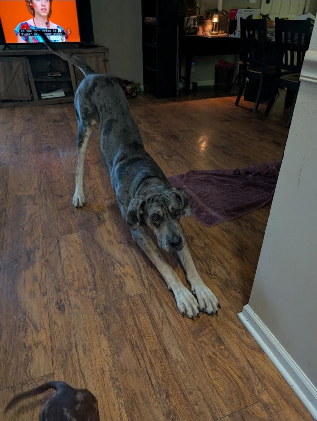 Enlarge Thunder, a ADOPTABLE Great Dane in Gilberts, IL image 2/3