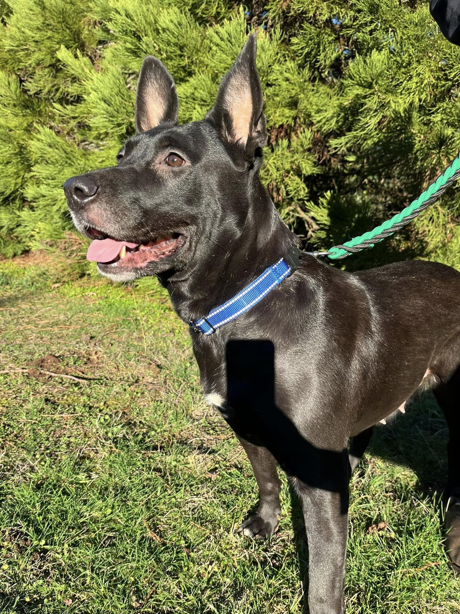 Enlarge Rosa, a Adopted mixed breed in West Linn, OR image 1/6