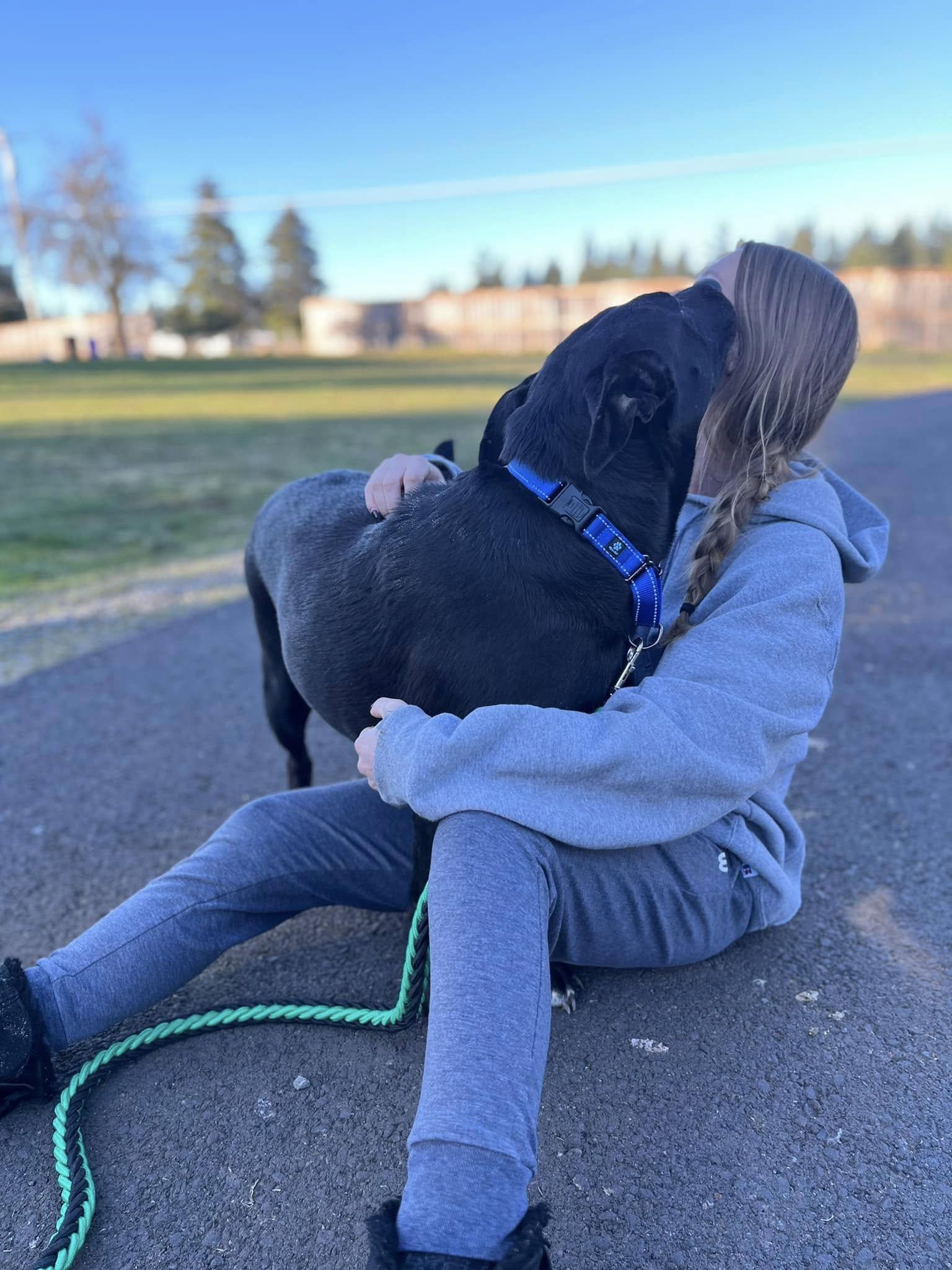 Rosa, Adopted, Adult Female German Shepherd Dog & Black Labrador Retriever.