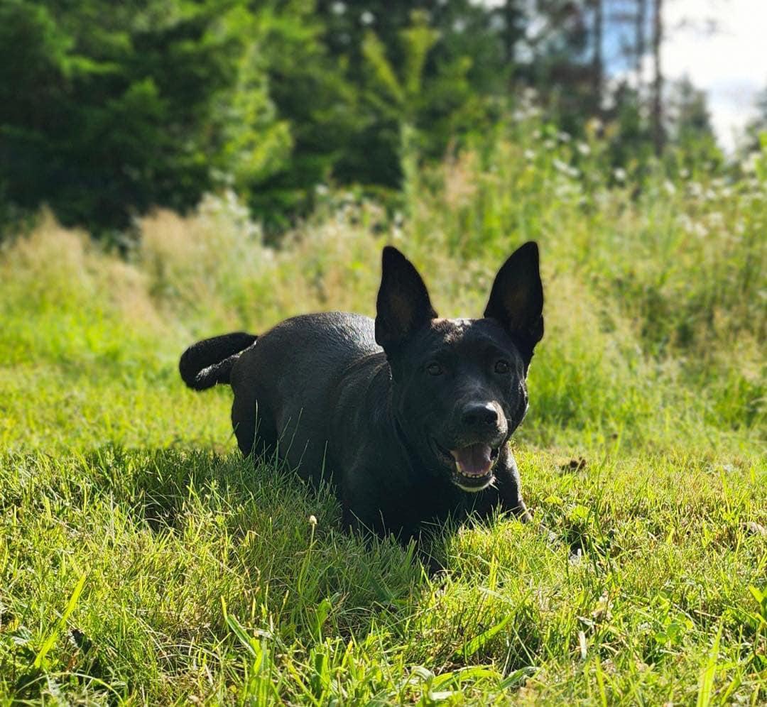 Enlarge Rosa, a Adopted mixed breed in West Linn, OR image 3/6
