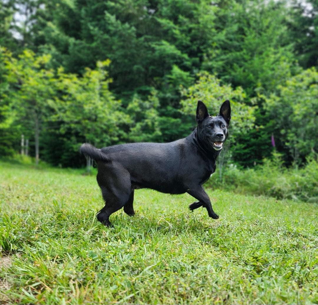 Enlarge Rosa, a Adopted mixed breed in West Linn, OR image 5/6