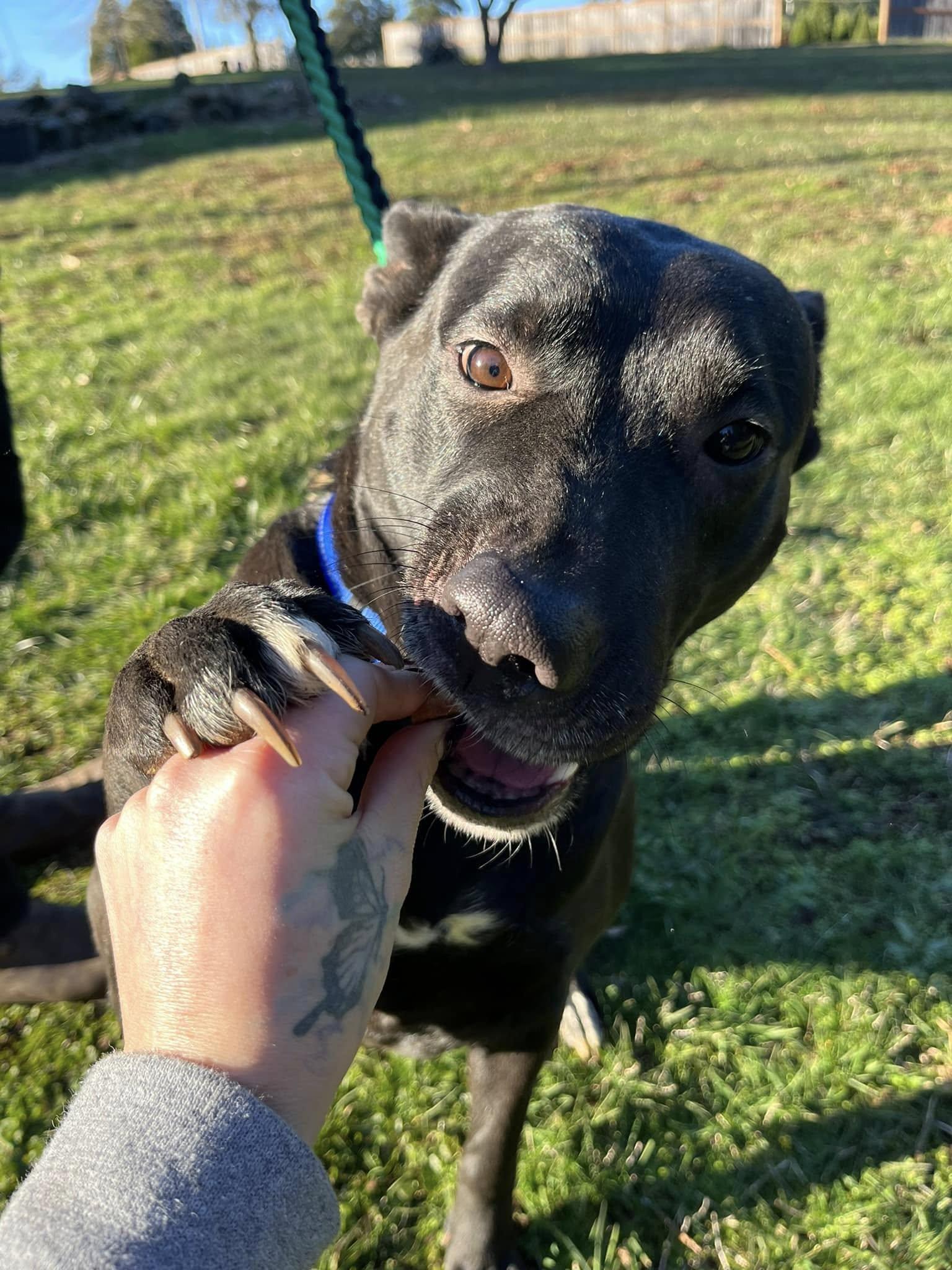 Enlarge Rosa, a Adopted mixed breed in West Linn, OR image 6/6