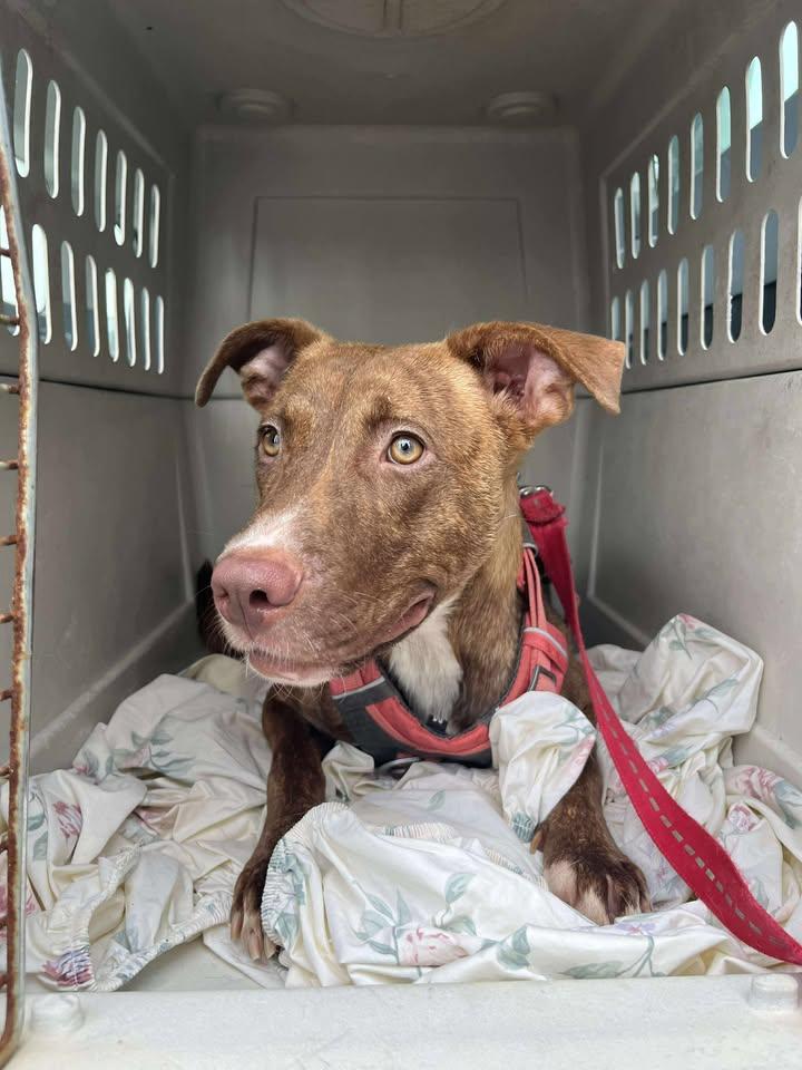 Blush, Adoptable, Adult Female Mixed Breed.