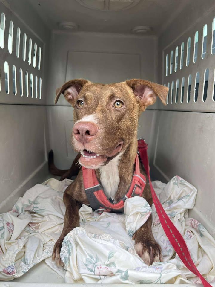 Enlarge Blush, a Adoptable Mixed Breed in Mullins, SC image 2/4