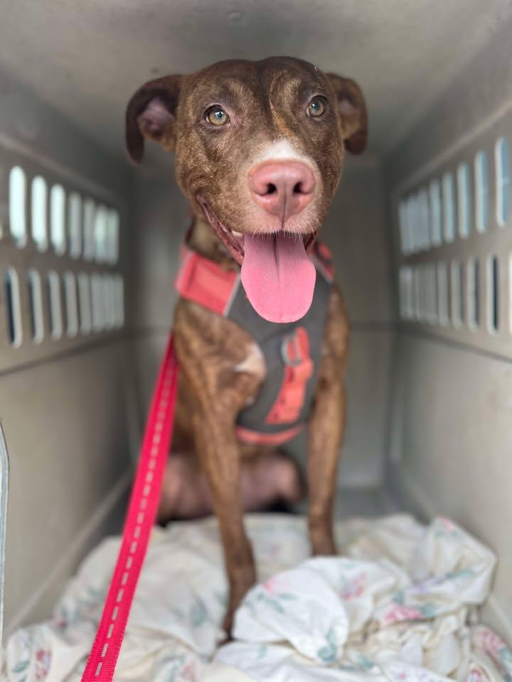 Blush, Adoptable, Adult Female Mixed Breed.