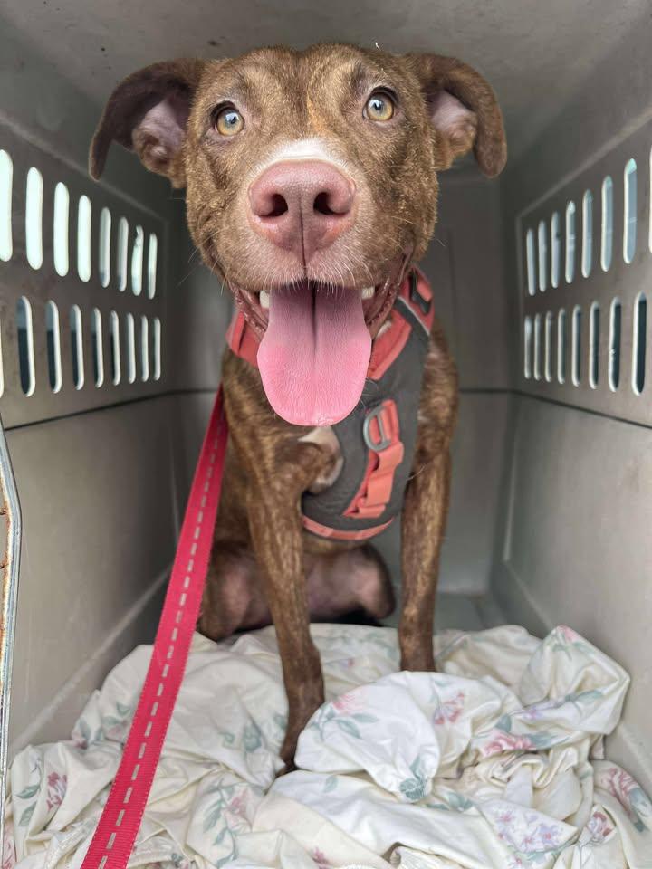 Enlarge Blush, a Adoptable Mixed Breed in Mullins, SC image 4/4