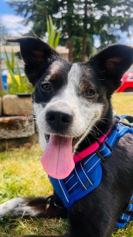 Enlarge Thumper, a Adoptable mixed breed in renton, WA image 2/6