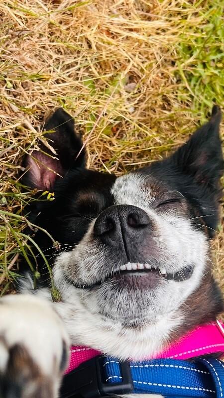 Enlarge Thumper, a Adoptable mixed breed in renton, WA image 3/6
