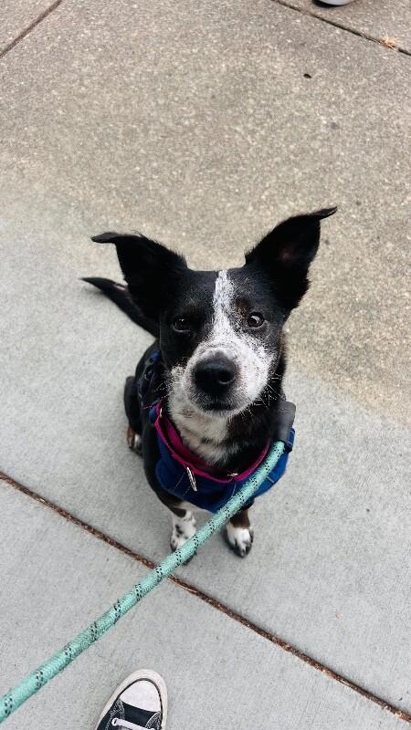 Enlarge Thumper, a Adoptable mixed breed in renton, WA image 4/6