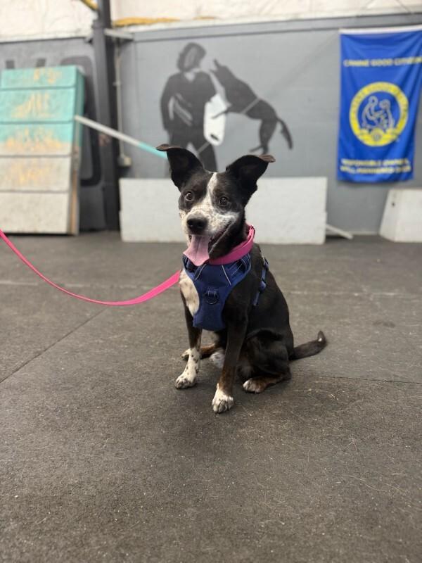 Enlarge Thumper, a Adoptable mixed breed in renton, WA image 5/6