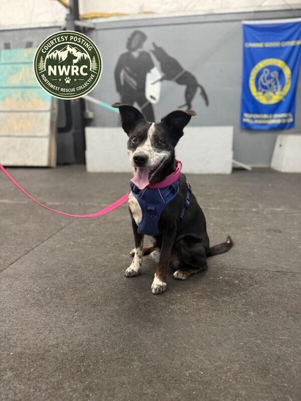 Enlarge Thumper, a Adoptable mixed breed in renton, WA image 6/6